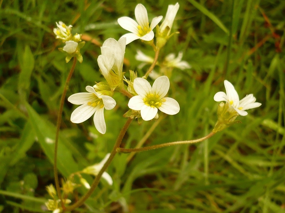 Saxifraga granulata (Saxifragaceae)
